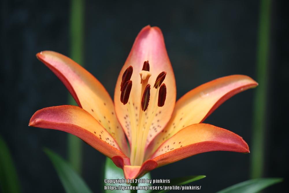 Photo of Lily (Lilium 'Marquee') uploaded by pinkiris