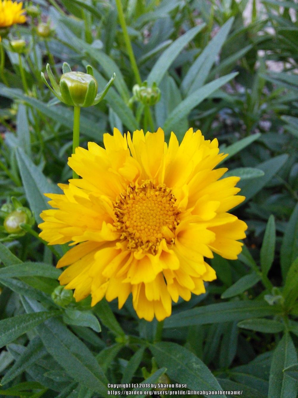 Photo of Bigflower Coreopsis (Coreopsis 'Early Sunrise') uploaded by Altheabyanothername