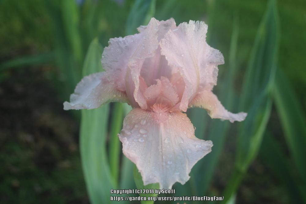 Photo of Intermediate Bearded Iris (Iris 'Magic Bubbles') uploaded by BlueFlagFan