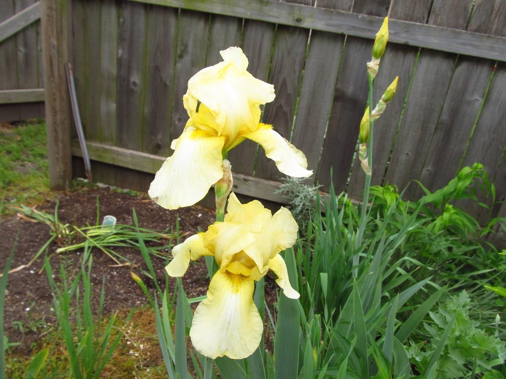Photo of Irises (Iris) uploaded by Deby