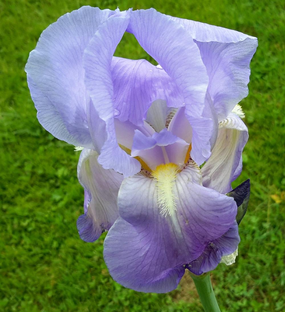 Photo of Tall Bearded Iris (Iris pallida 'Dalmatica') uploaded by Hajue