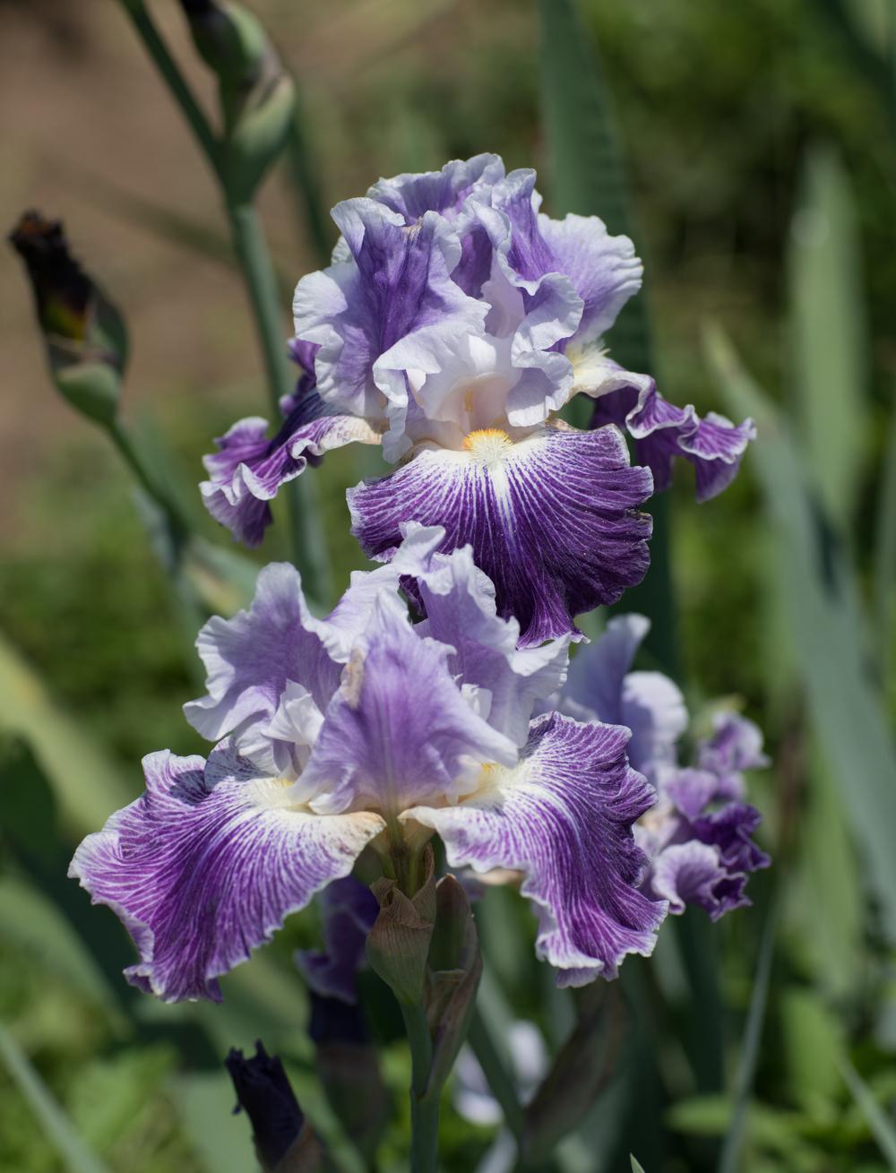 Photo of Tall Bearded Iris (Iris 'Telepathy') uploaded by Islandview