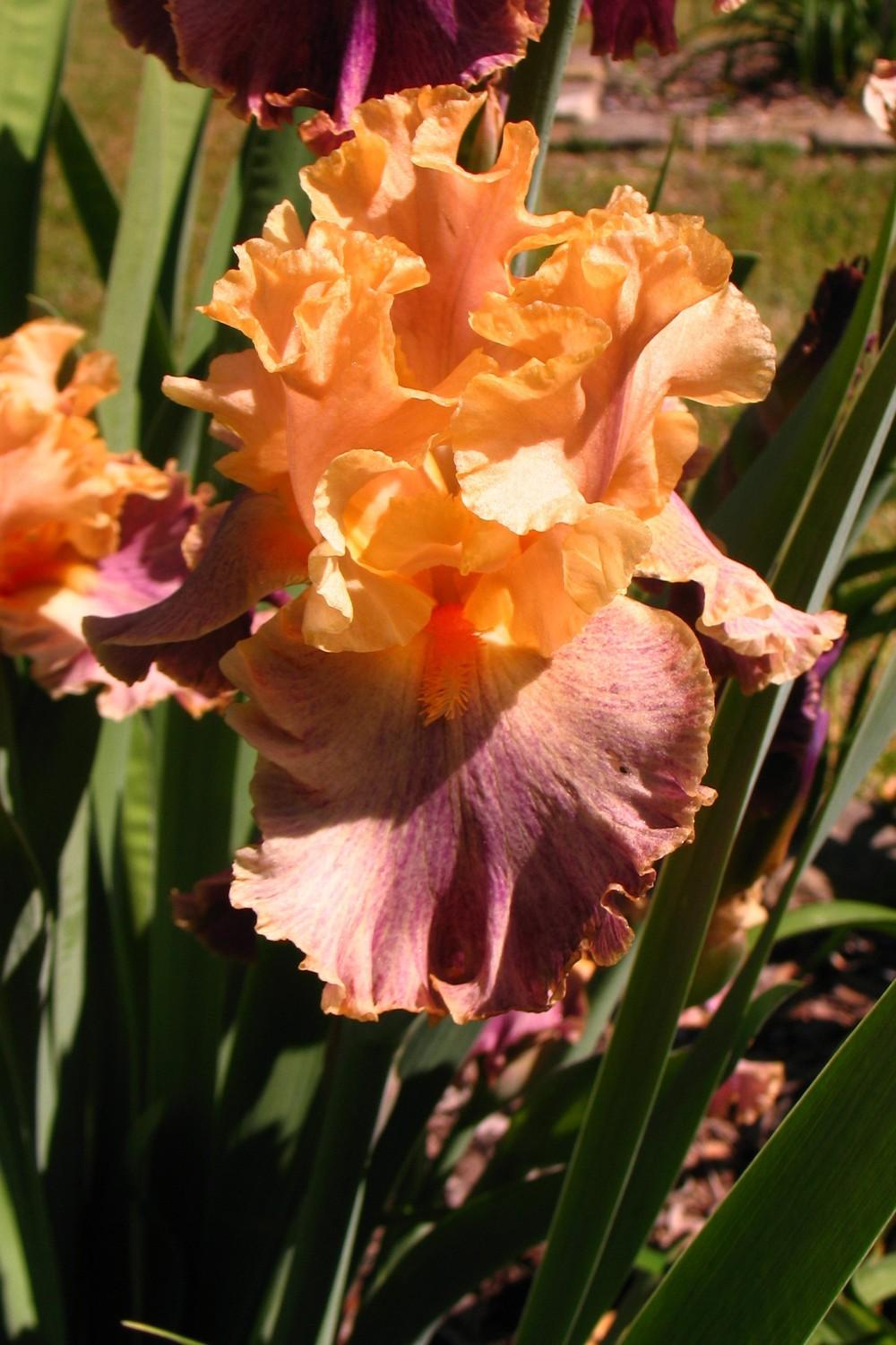 Photo of Tall Bearded Iris (Iris 'Spendthrift') uploaded by Lalambchop1