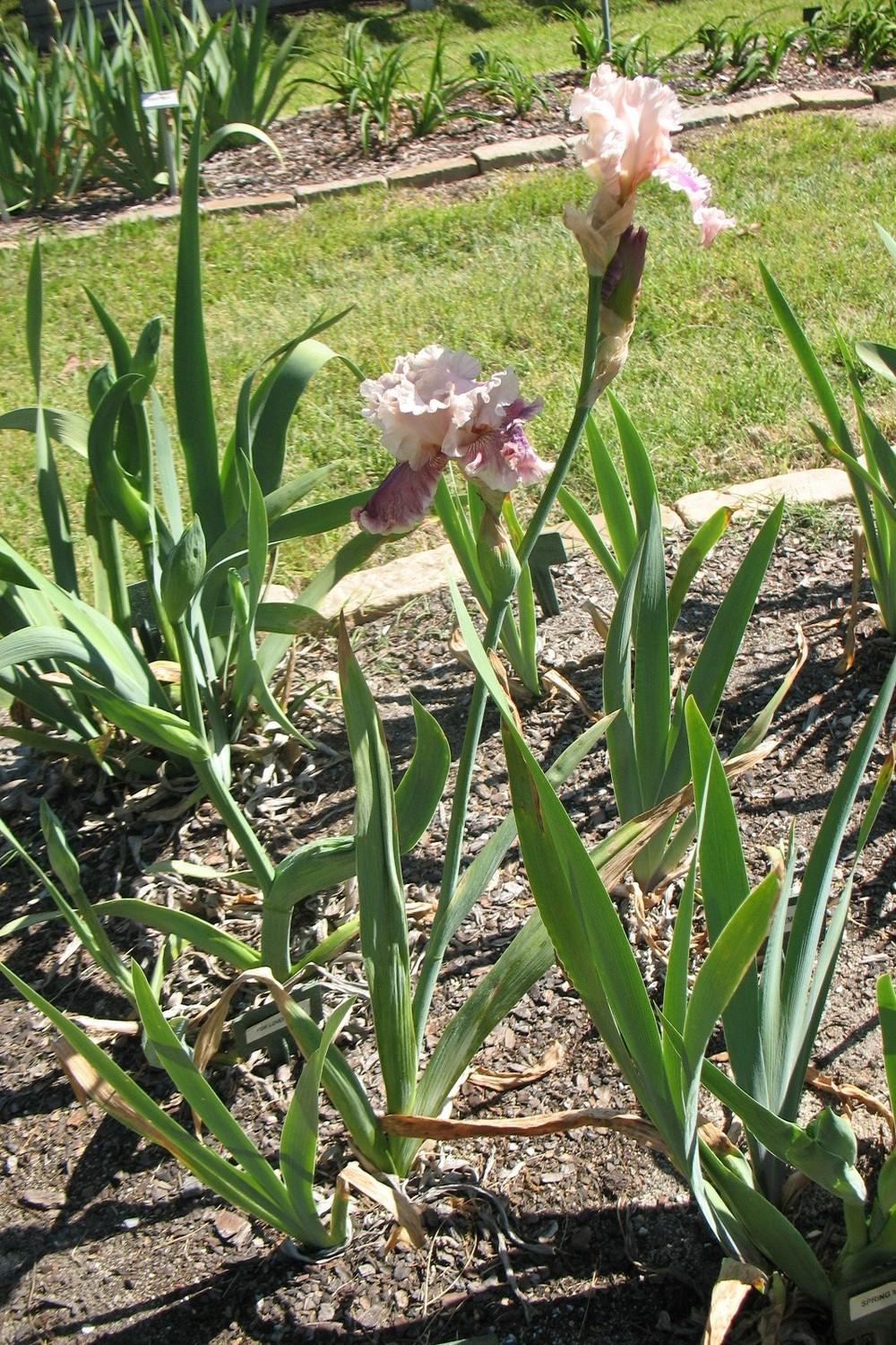 Photo of Tall Bearded Iris (Iris 'Oxford Countess') uploaded by Lalambchop1