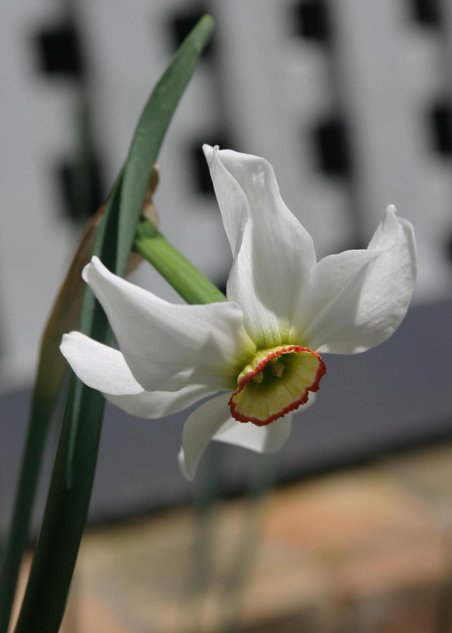 Photo of Species Daffodil (Narcissus poeticus subsp. poeticus) uploaded by Lyshack