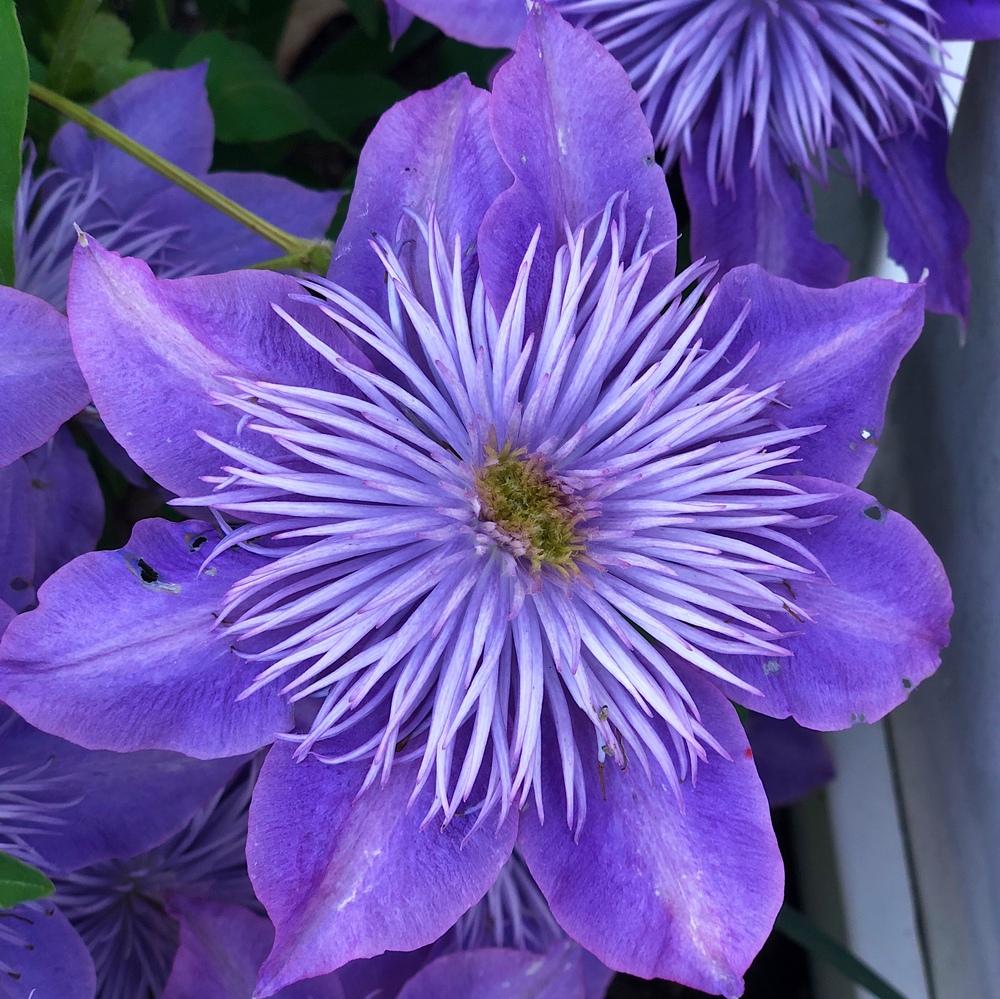 Photo of Clematis Crystal Fountain™ uploaded by Njiris