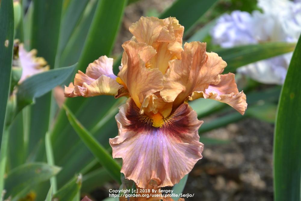 Photo of Tall Bearded Iris (Iris 'Touch of Gossip') uploaded by Serjio