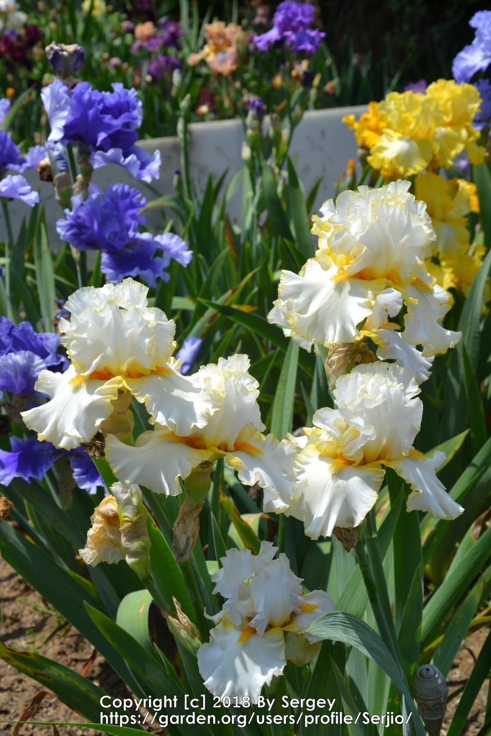 Photo of Tall Bearded Iris (Iris 'Stolen Sweets') uploaded by Serjio