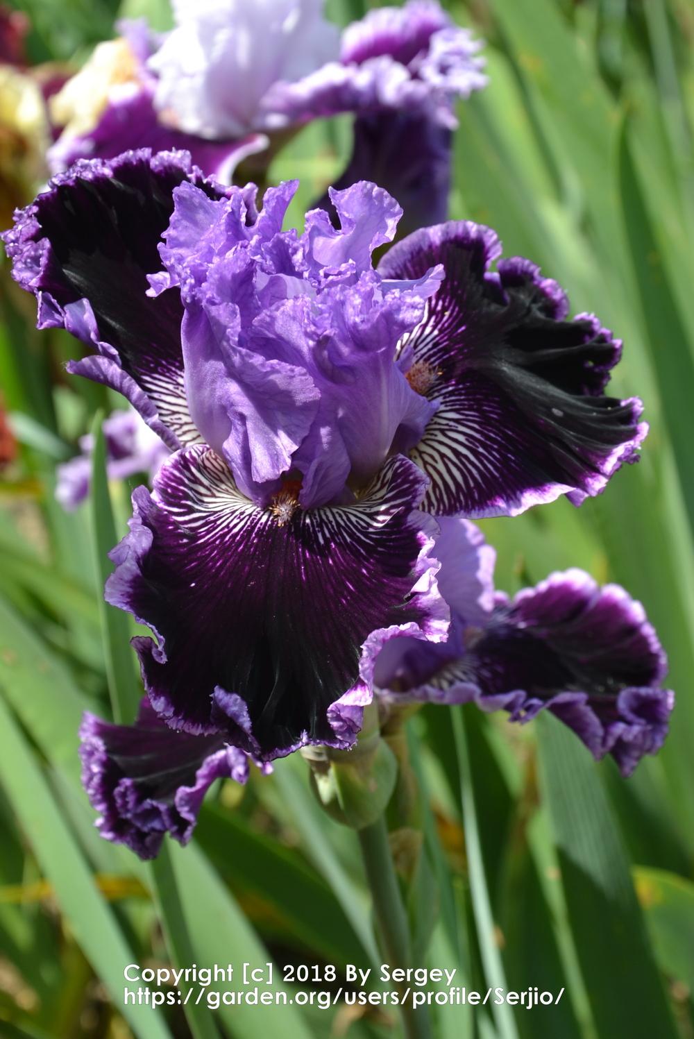 Photo of Tall Bearded Iris (Iris 'By Jeeves') uploaded by Serjio