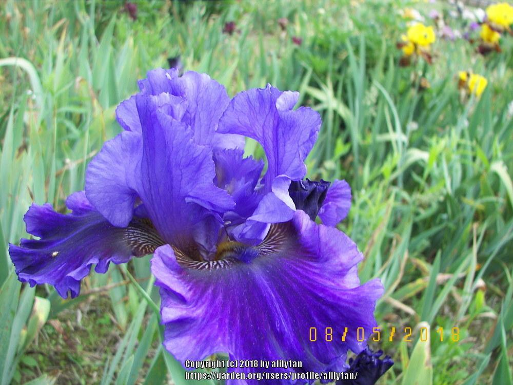 Photo of Tall Bearded Iris (Iris 'Evening Tidings') uploaded by alilyfan