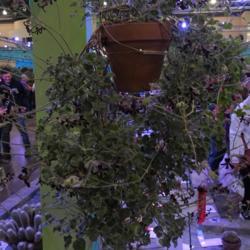 Location: 2018 Philadelphia Flower Show
Date: 2018-03-06
tumbling tangle of softly silver leaves and near-black blooms