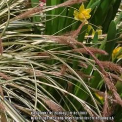 Location: 2018 Philadelphia Flower Show
Date: 2018-03-06
I like the bronzy color of the seedheads, nice accent on this hig