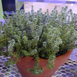 Location: 2018 Philadelphia Flower Show
Date: 2018-03-06
Plant in maybe a 3" pot. At last, an ID for a sedum I've been cal