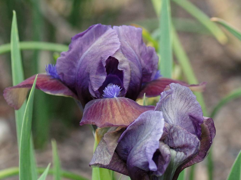 Photo of Standard Dwarf Bearded Iris (Iris 'Abracadabra') uploaded by dirtdorphins