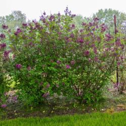 Location: Clinton, Michigan 49236
Date: 2018-05-22
"Syringa BLOOMERANG™ Purple, 2018 photo, Reblooming Lilac, , US