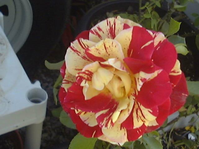 Photo of Rose (Rosa 'George Burns') uploaded by hndmarshall
