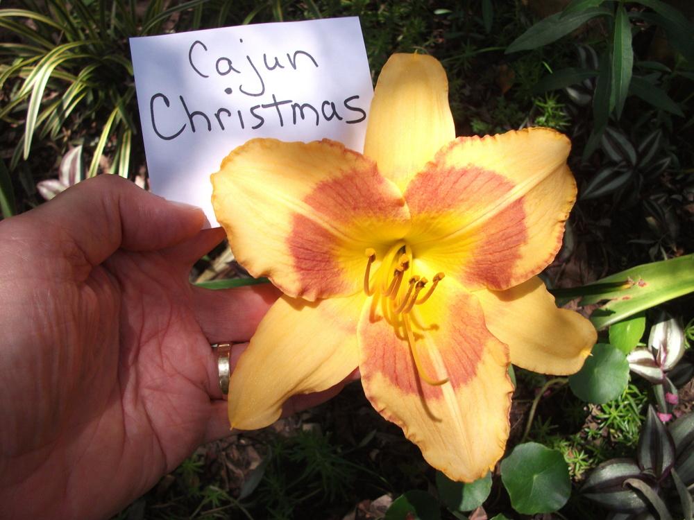Photo of Daylily (Hemerocallis 'Cajun Christmas') uploaded by tabbycat