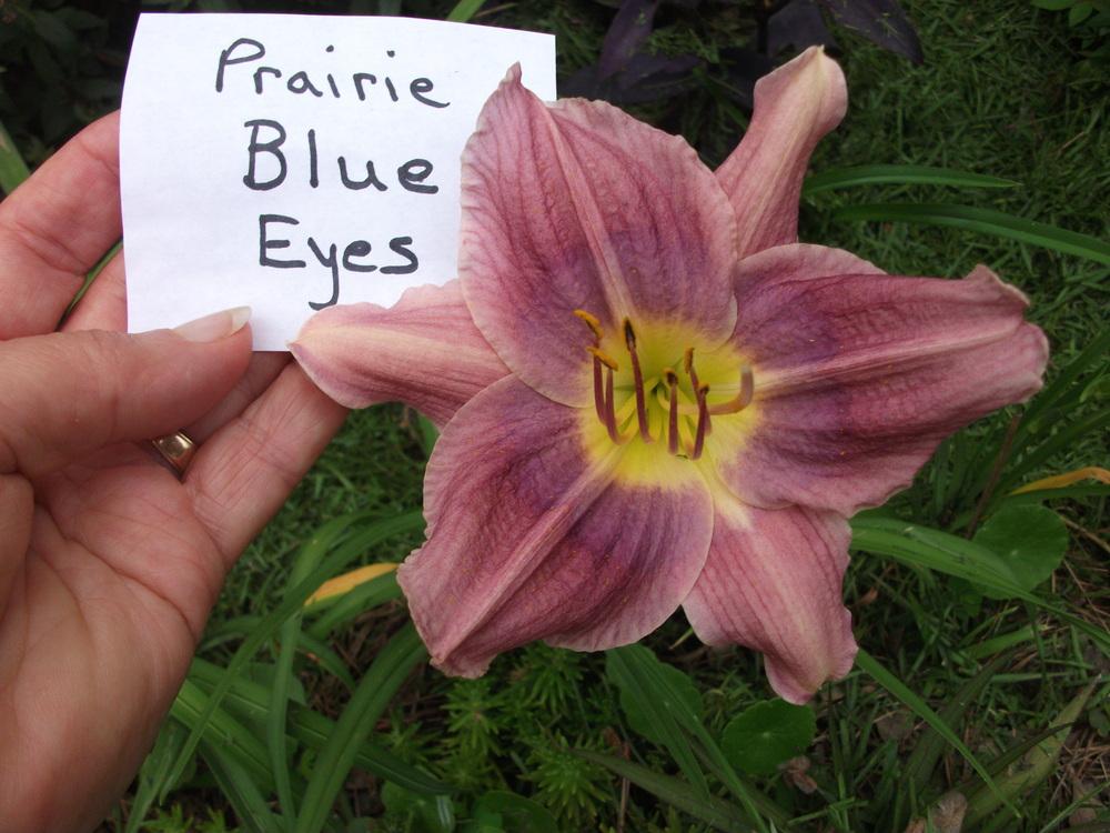 Photo of Daylily (Hemerocallis 'Prairie Blue Eyes') uploaded by tabbycat