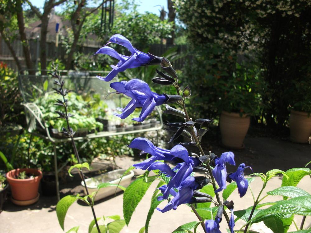 Photo of Anise-Scented Sage (Salvia coerulea 'Black and Blue') uploaded by tabbycat