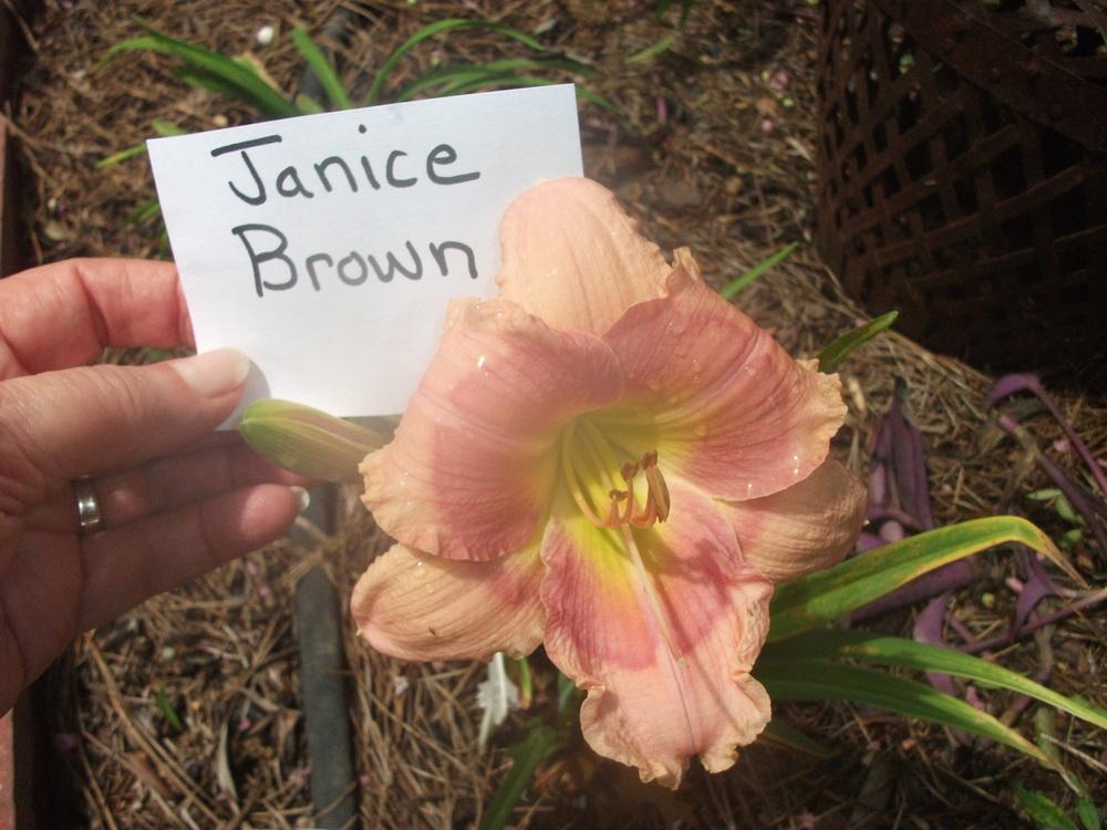 Photo of Daylily (Hemerocallis 'Janice Brown') uploaded by tabbycat