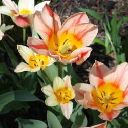 Location: My Garden, Ontario, Canada
Date: 2018-05-21
Tulipa 'Quebec' open in the sun.