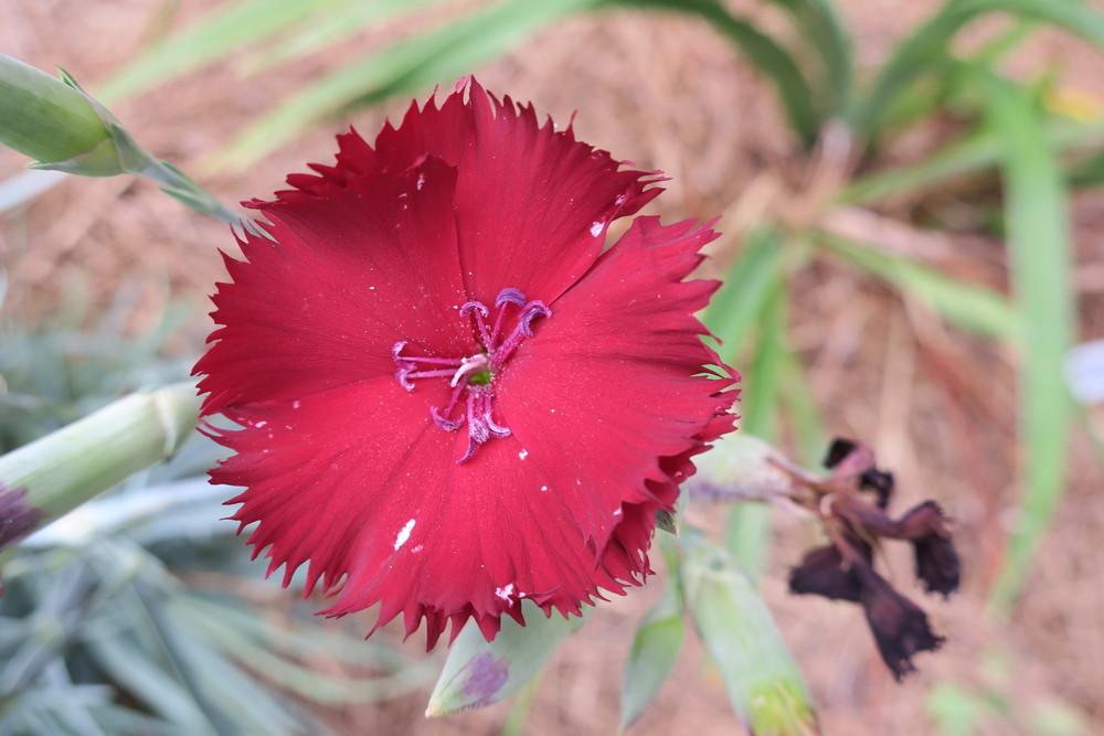 Photo of Carnation (Dianthus caryophyllus 'King of the Blacks') uploaded by 2Dogsmother