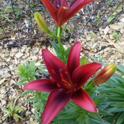 Location: My Caffeinated Garden, Grapevine, TX
Date: 2018-05-22
A lovely red colored lily.