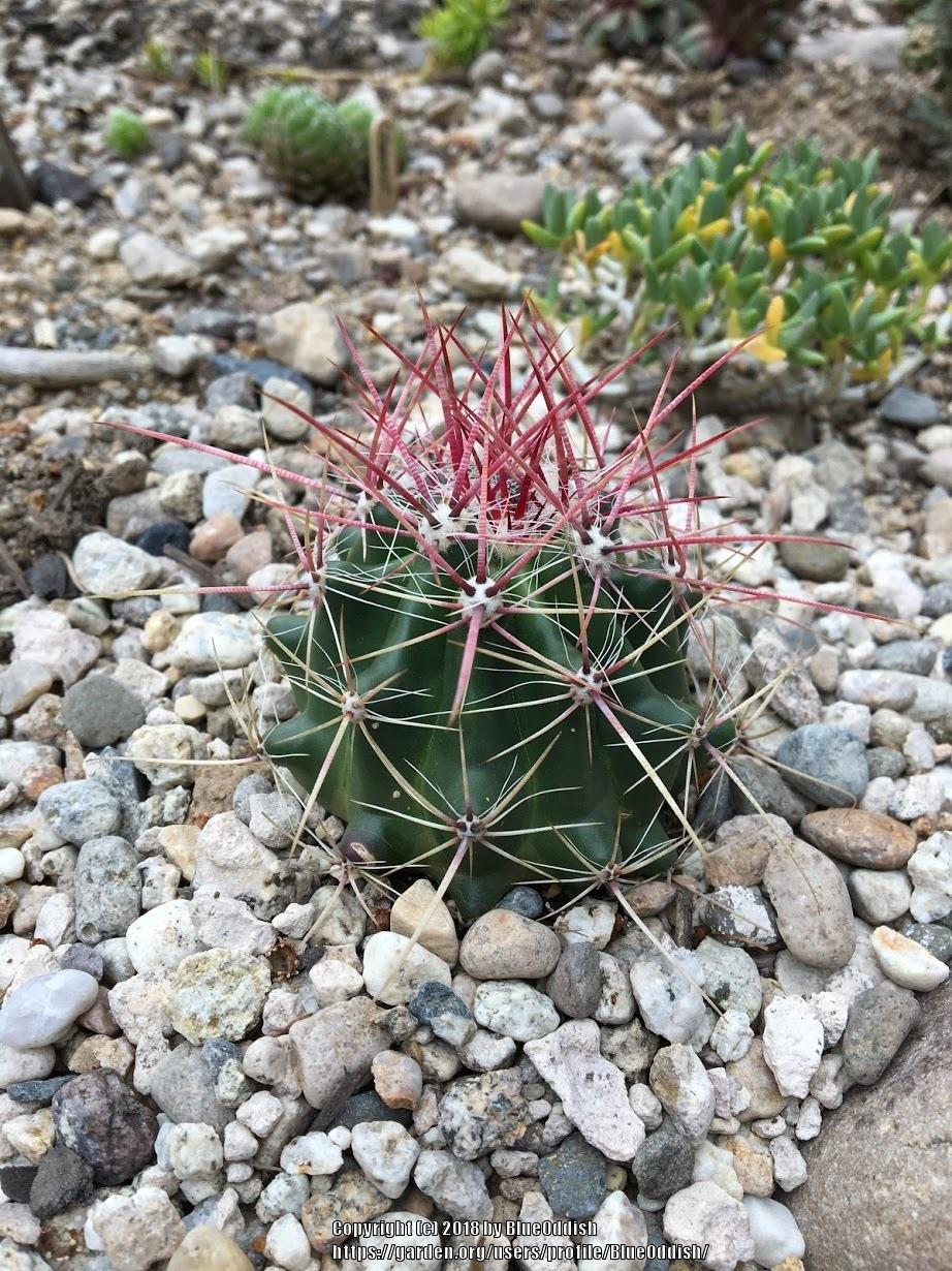 Photo of Arizona Barrel Cactus (Ferocactus wislizeni) uploaded by BlueOddish