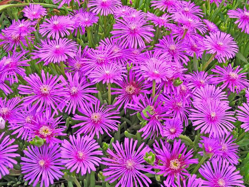 Photo of Ice Plant (Delosperma obtusum Table Mountain®) uploaded by Calif_Sue