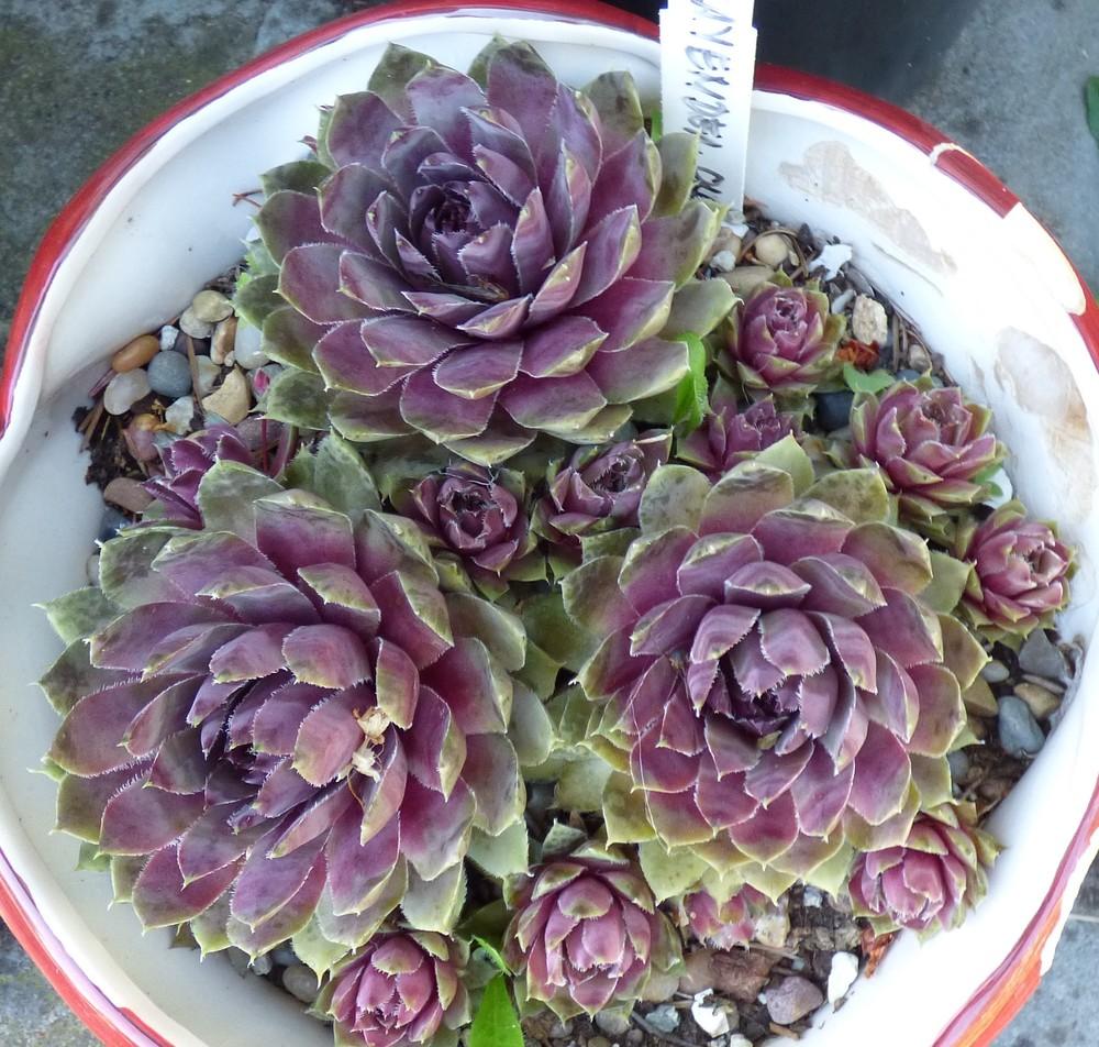 Photo of Hen and Chicks (Sempervivum 'Lavender and Old Lace') uploaded by MelissaHopper