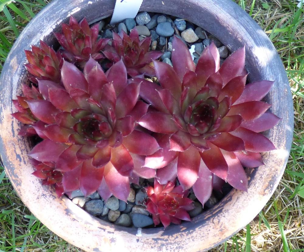 Photo of Hen and Chicks (Sempervivum 'Flasher') uploaded by MelissaHopper