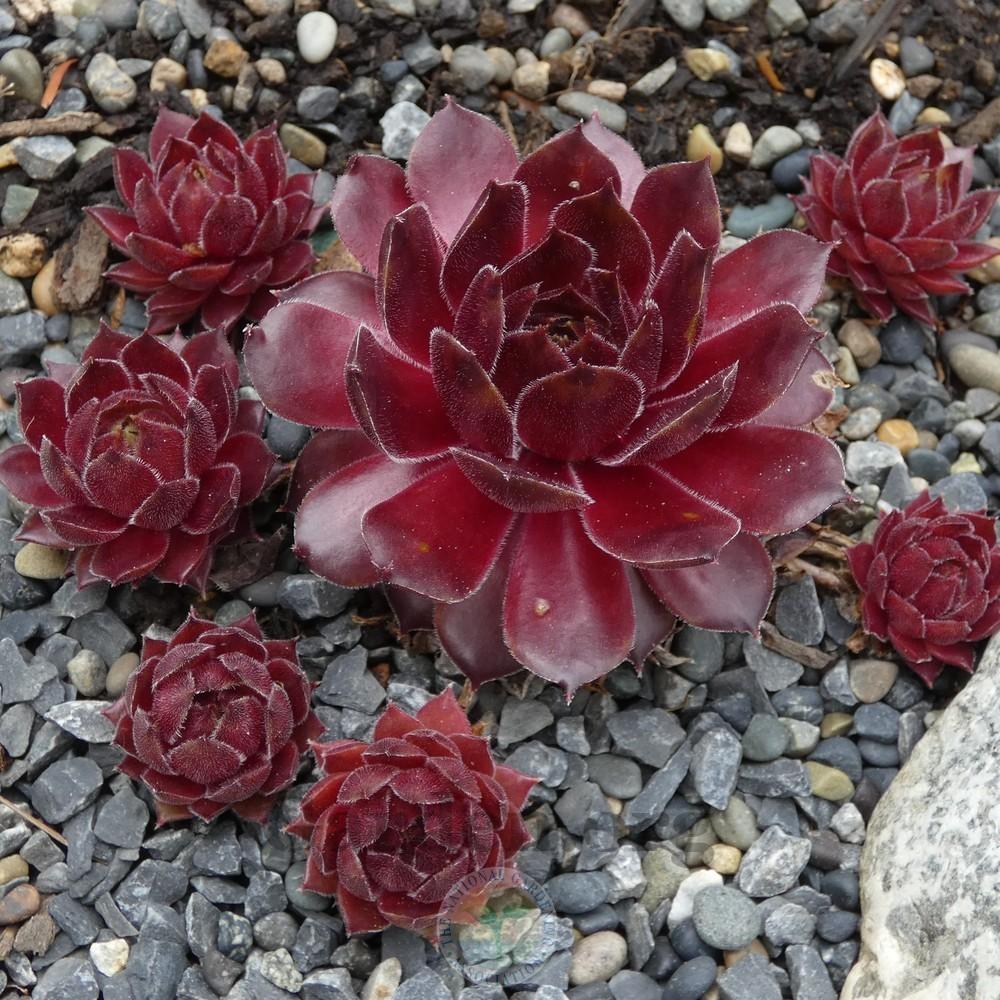 Photo of Hen and Chicks (Sempervivum 'Bloody Mary') uploaded by Patty
