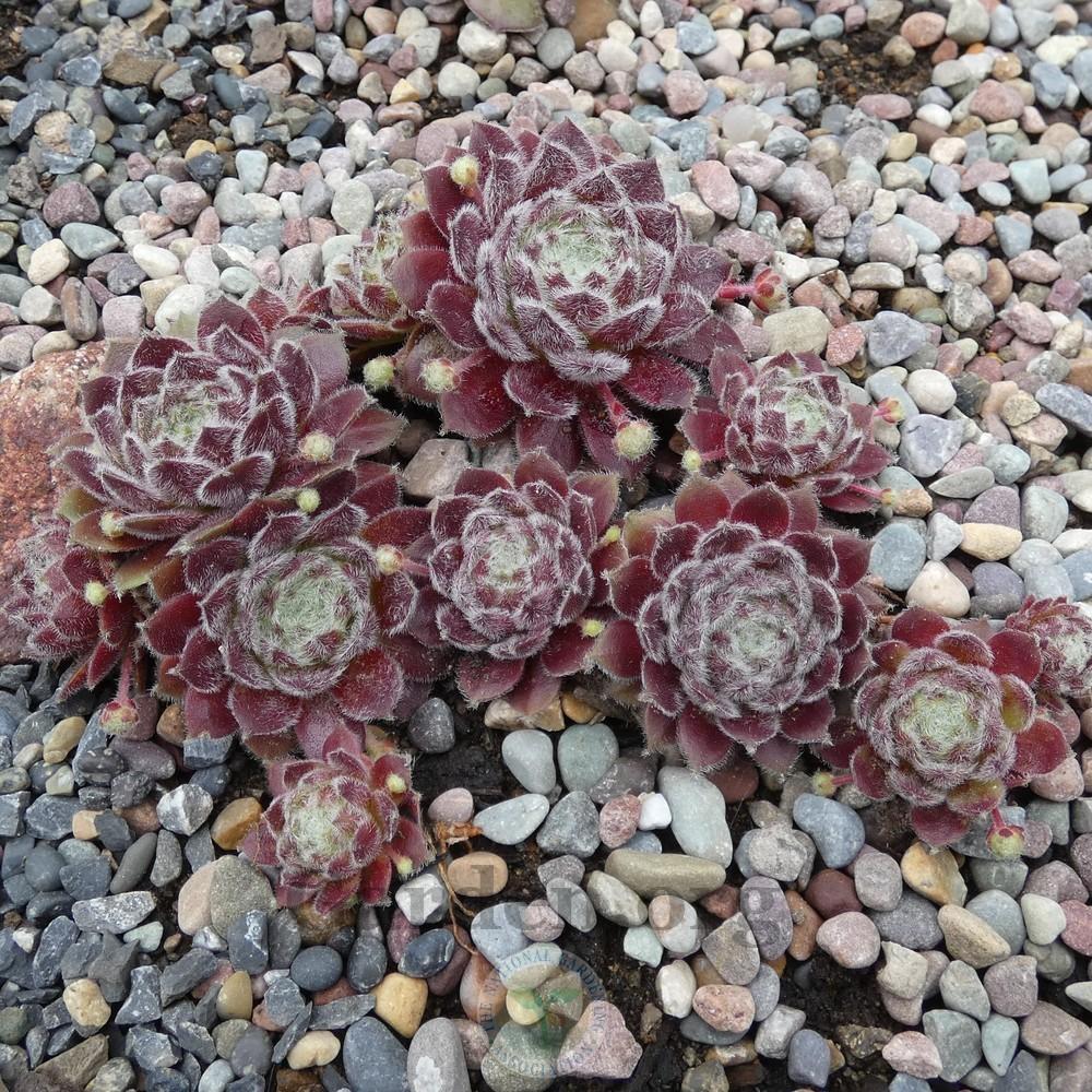 Photo of Hen and Chicks (Sempervivum 'Gwenfyl') uploaded by Patty