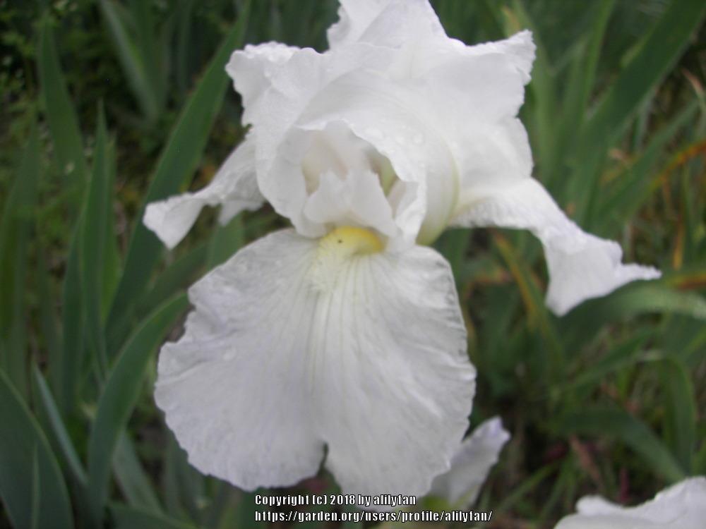 Photo of Tall Bearded Iris (Iris 'Immortality') uploaded by alilyfan