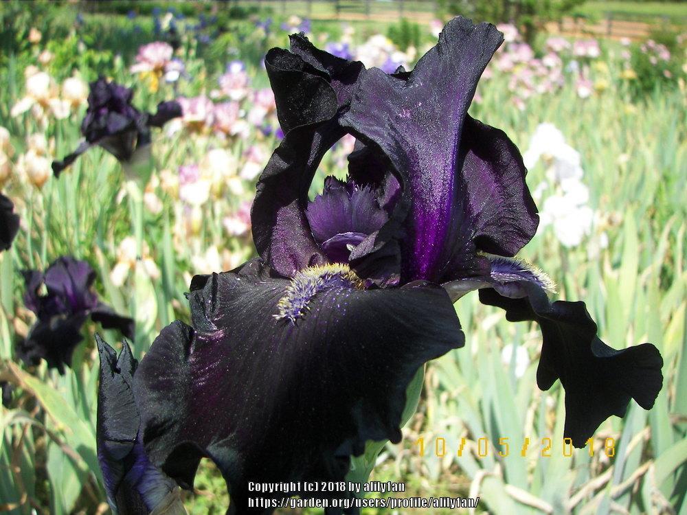Photo of Tall Bearded Iris (Iris 'Here Comes the Night') uploaded by alilyfan