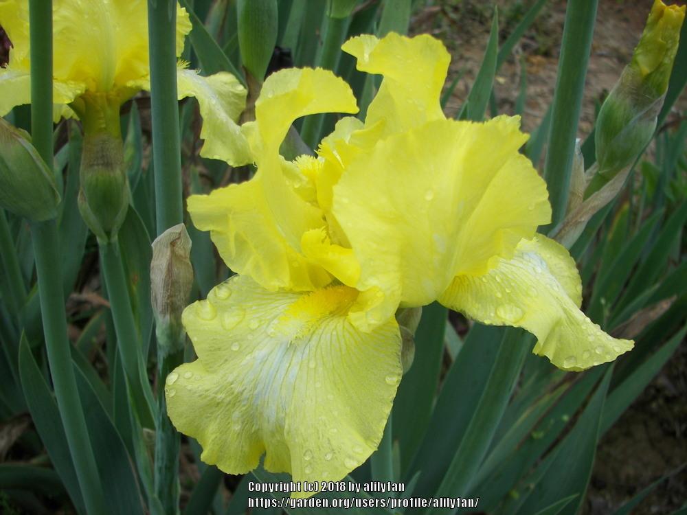 Photo of Tall Bearded Iris (Iris 'Harvest of Memories') uploaded by alilyfan
