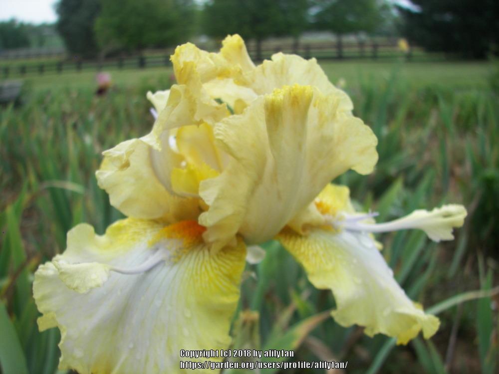 Photo of Tall Bearded Iris (Iris 'Honey Scoop') uploaded by alilyfan