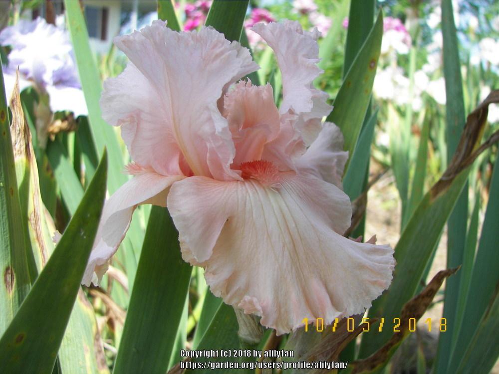 Photo of Tall Bearded Iris (Iris 'Happenstance') uploaded by alilyfan