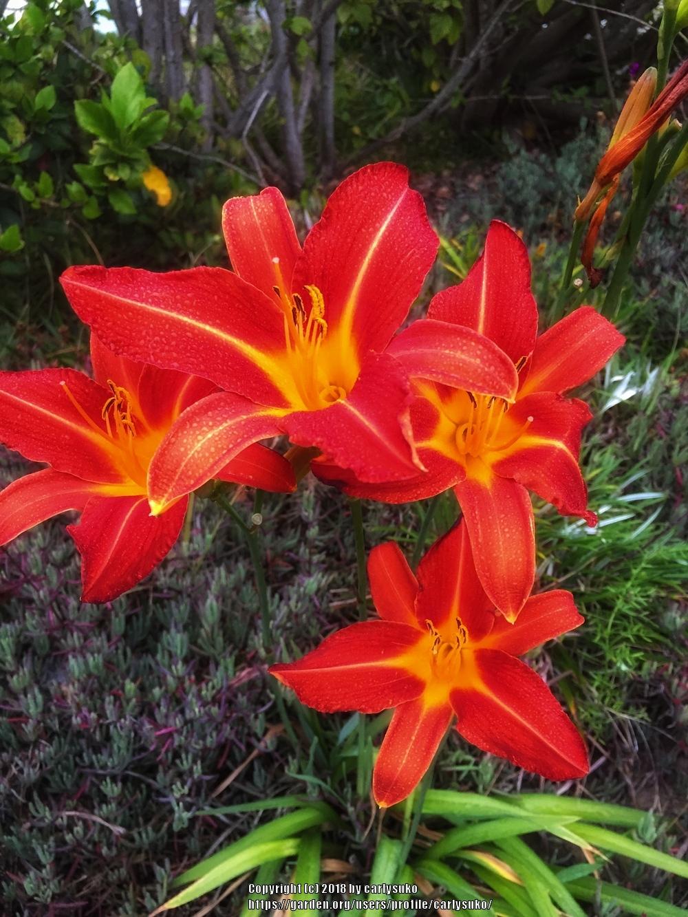 Photo of Daylilies (Hemerocallis) uploaded by carlysuko