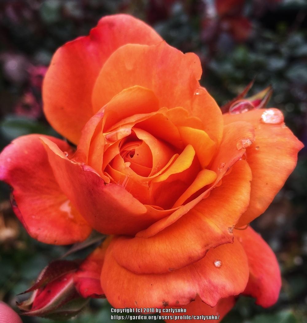 Photo of Rose (Rosa 'Easy Does It') uploaded by carlysuko