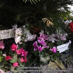 Location: 2018 Philadelphia Flower Show
Date: 2018-03-07
fun range of colors (click to enlarge)
