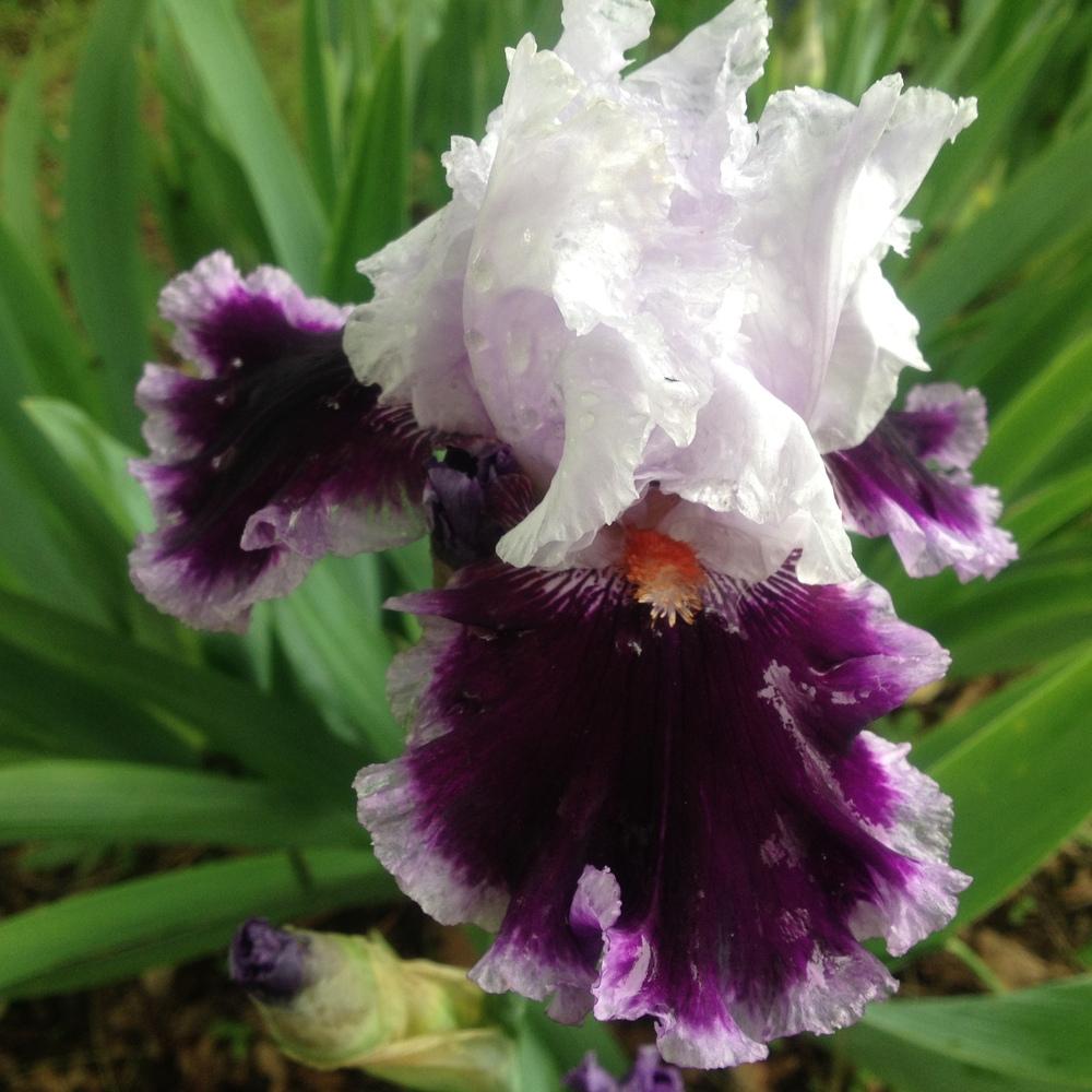 Photo of Tall Bearded Iris (Iris 'Daring Deception') uploaded by csandt