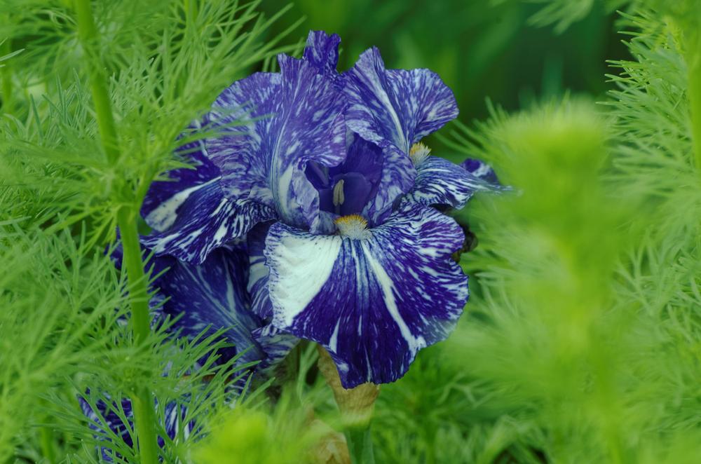 Photo of Border Bearded Iris (Iris 'Batik') uploaded by evermorelawnless