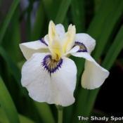 Image courtesy of The Shady Spot Iris. All rights reserved.