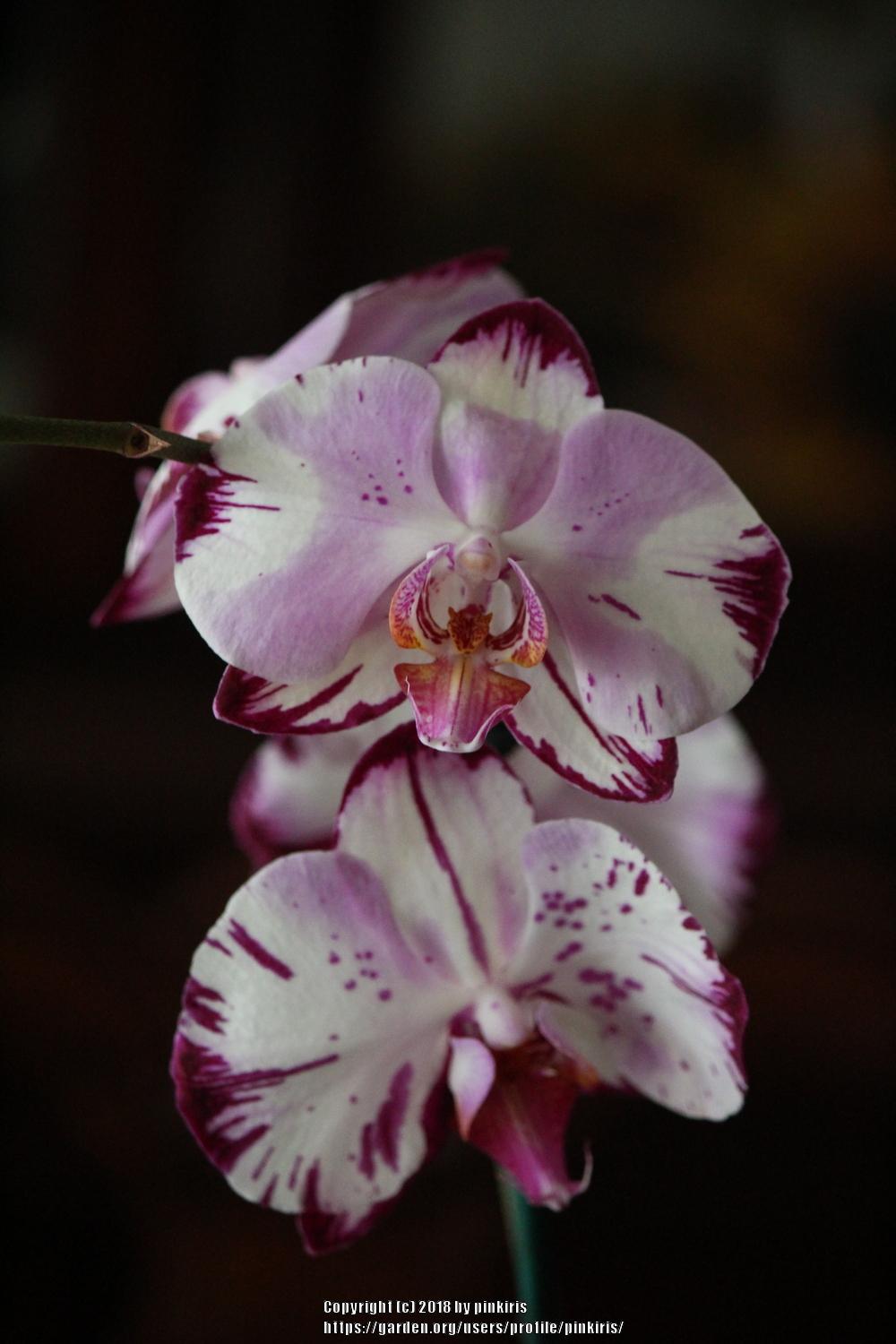 Photo of Moth Orchid (Phalaenopsis) uploaded by pinkiris