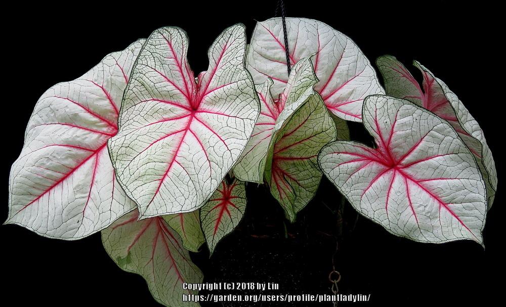 Photo of Fancy-leaf Caladium (Caladium 'Florida Fantasy') uploaded by plantladylin
