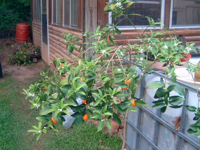 Photo of Kumquat (Citrus japonica) uploaded by pod