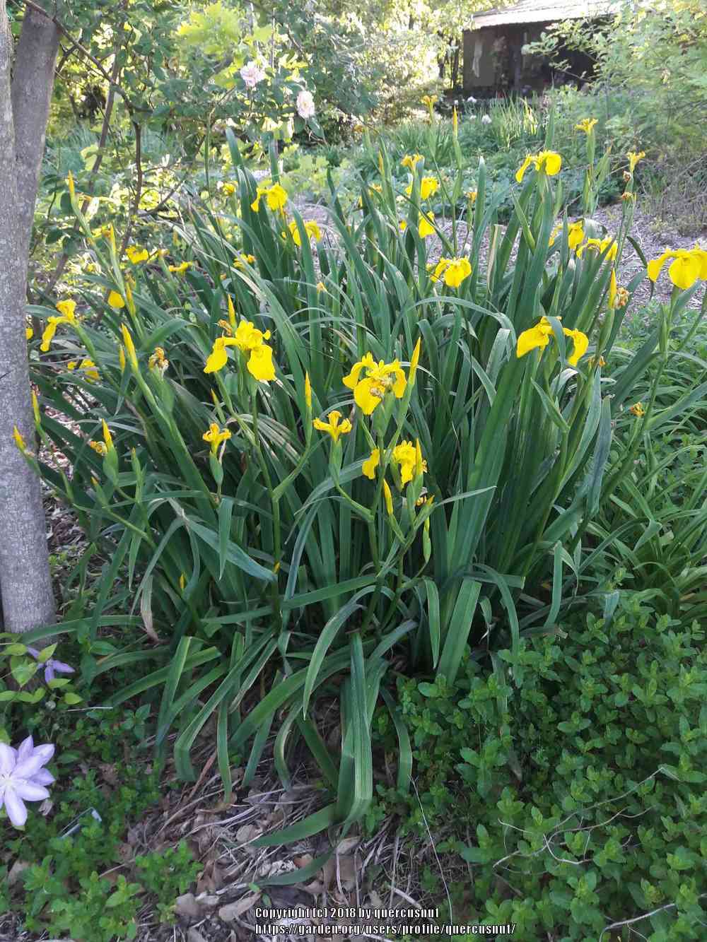 Photo of Yellow Flag (Iris pseudacorus) uploaded by quercusnut