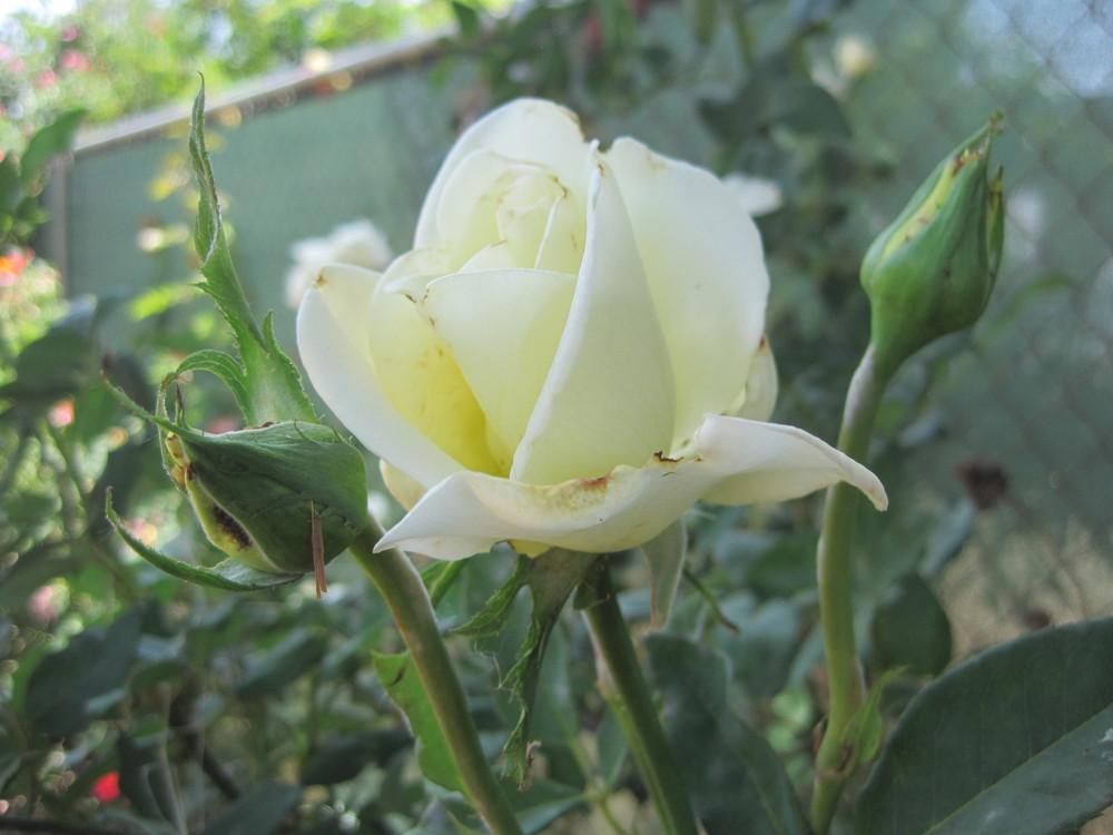 Photo of Rose (Rosa 'John F. Kennedy') uploaded by shalyn