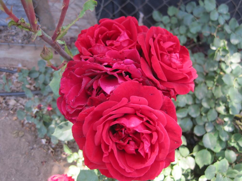 Photo of Rose (Rosa 'Don Juan') uploaded by shalyn